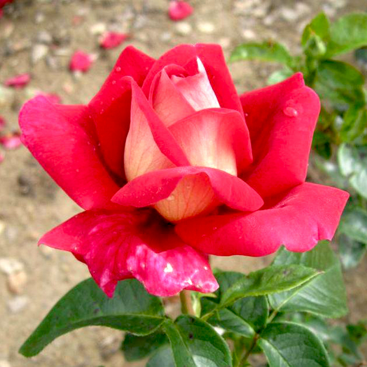 Rožė 'KRONENBOURG'